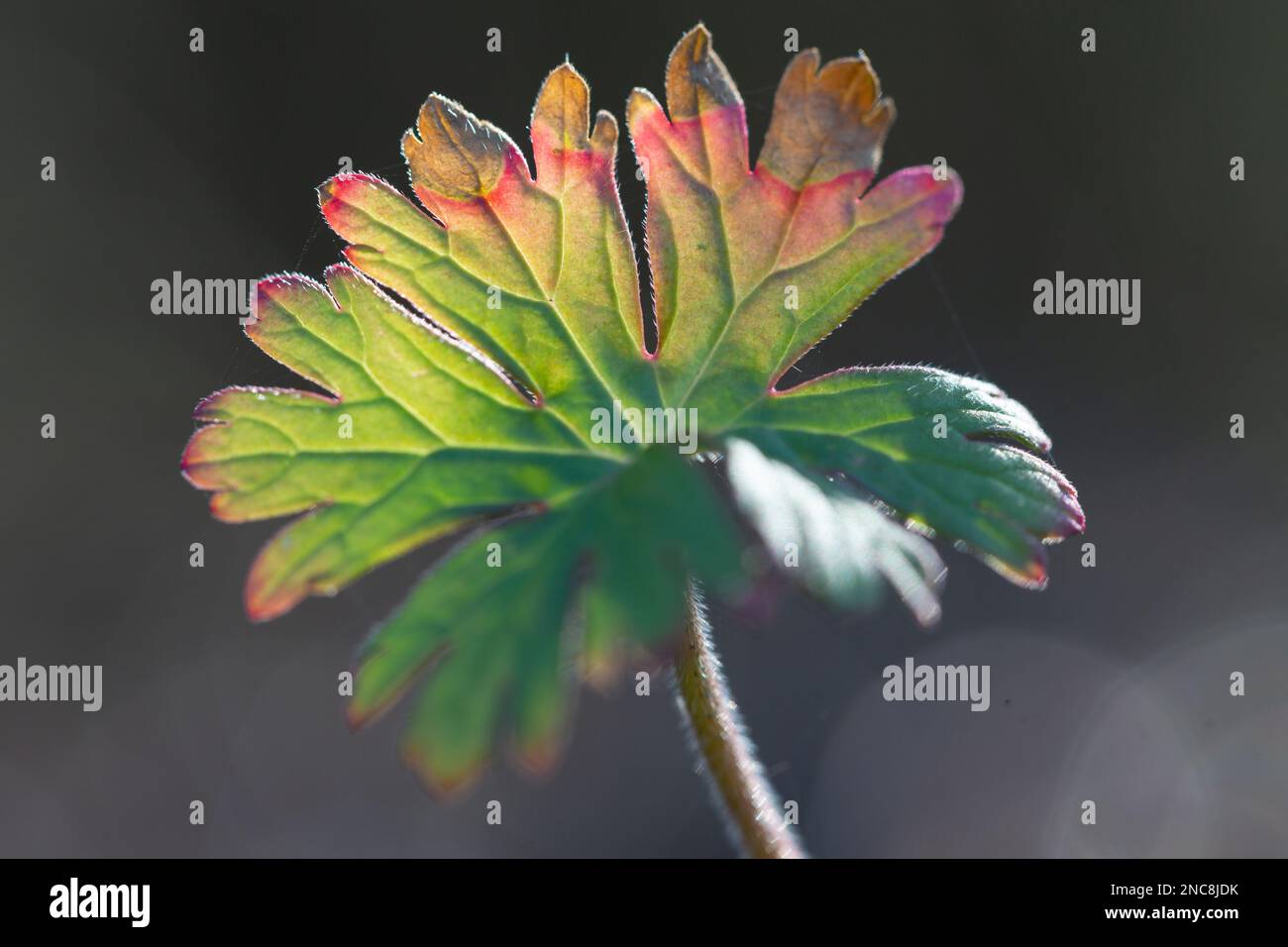 Nature Covers,  Herb Robert wildflower ( Geranium Robertianum ) backlit by natural sunlight with bokeh Stock Photo