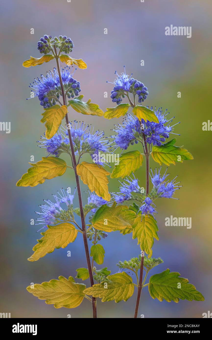 Caryopteris 'Lil Miss Sunshine'. A 50.6mp image Stock Photo - Alamy