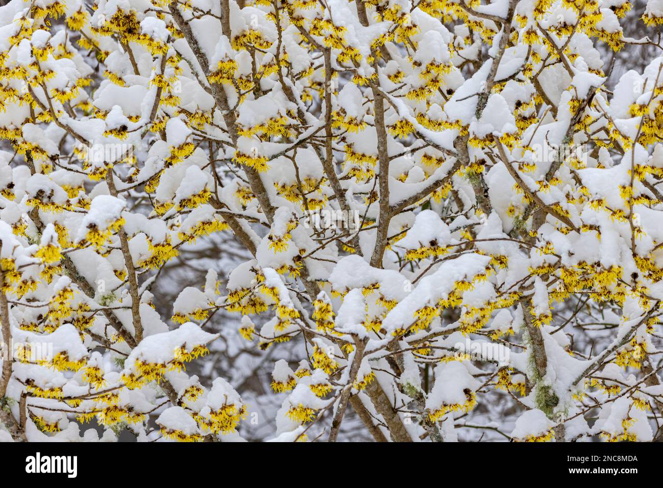 Snow on Witch Hazel Stock Photo