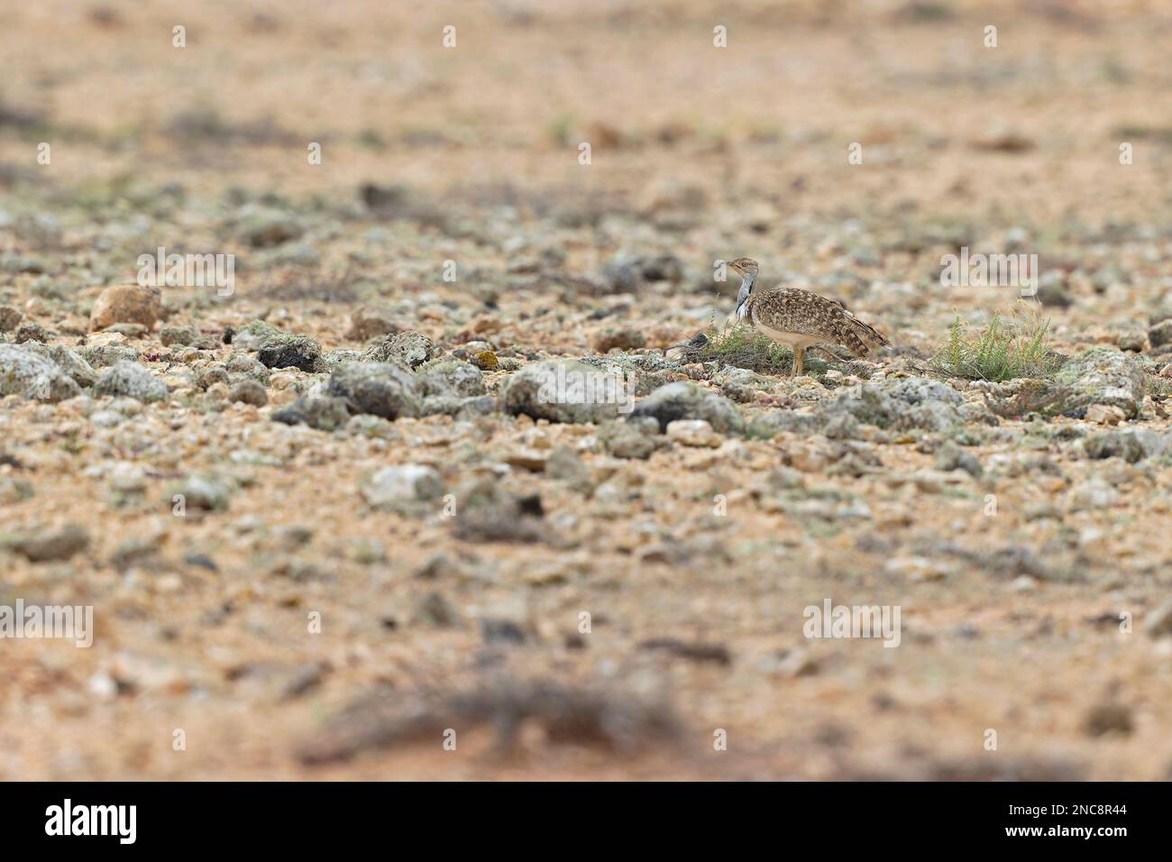 A Canarian houbara (Chlamydotis undulata fuertaventurae) foraging in ...