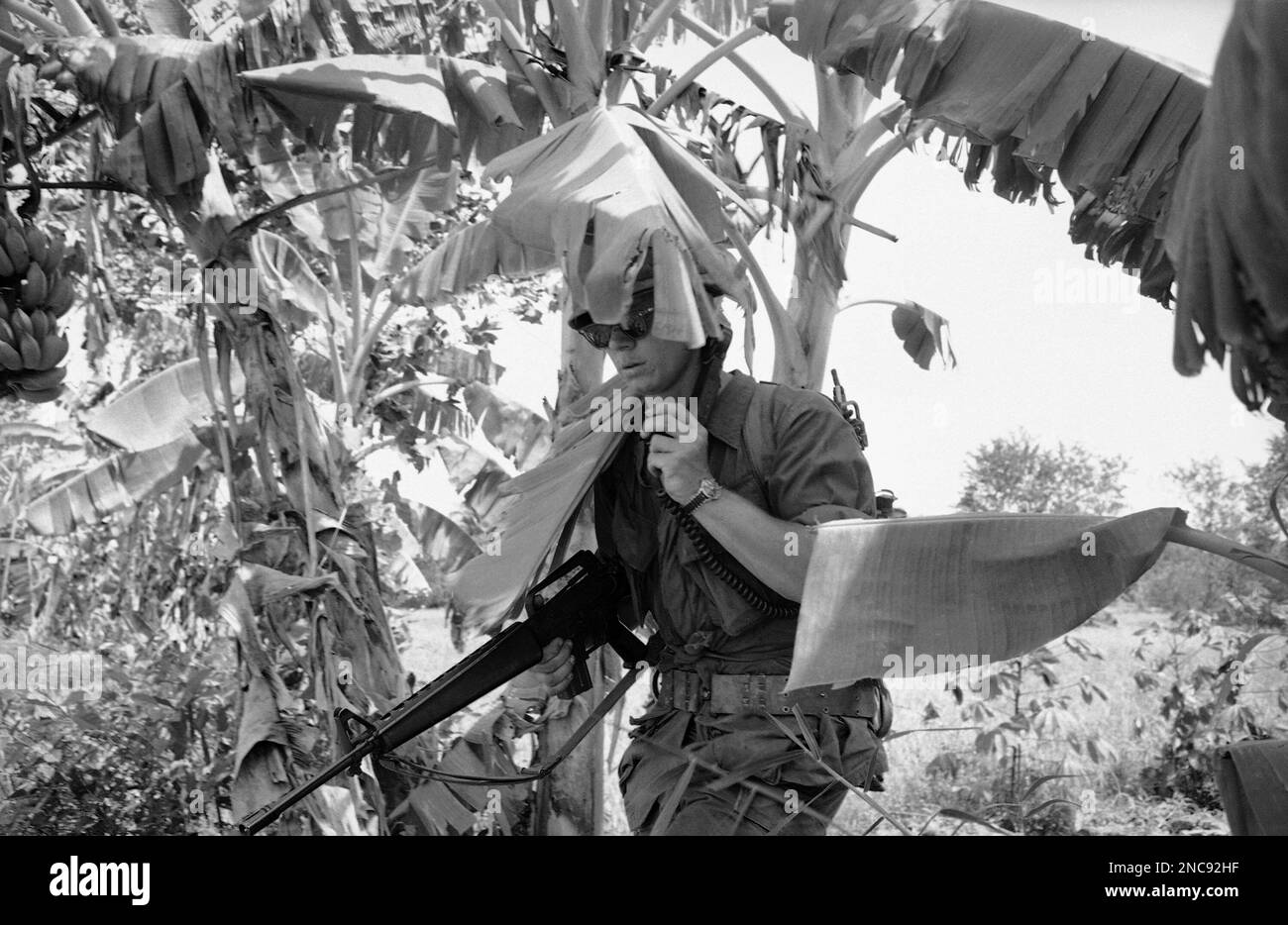 A Soldier Of The U S Ninth Division Brushes Past A Banana Patch West a-soldier-of-the-u-s-ninth-division-brushes-past-a-banana-patch-west