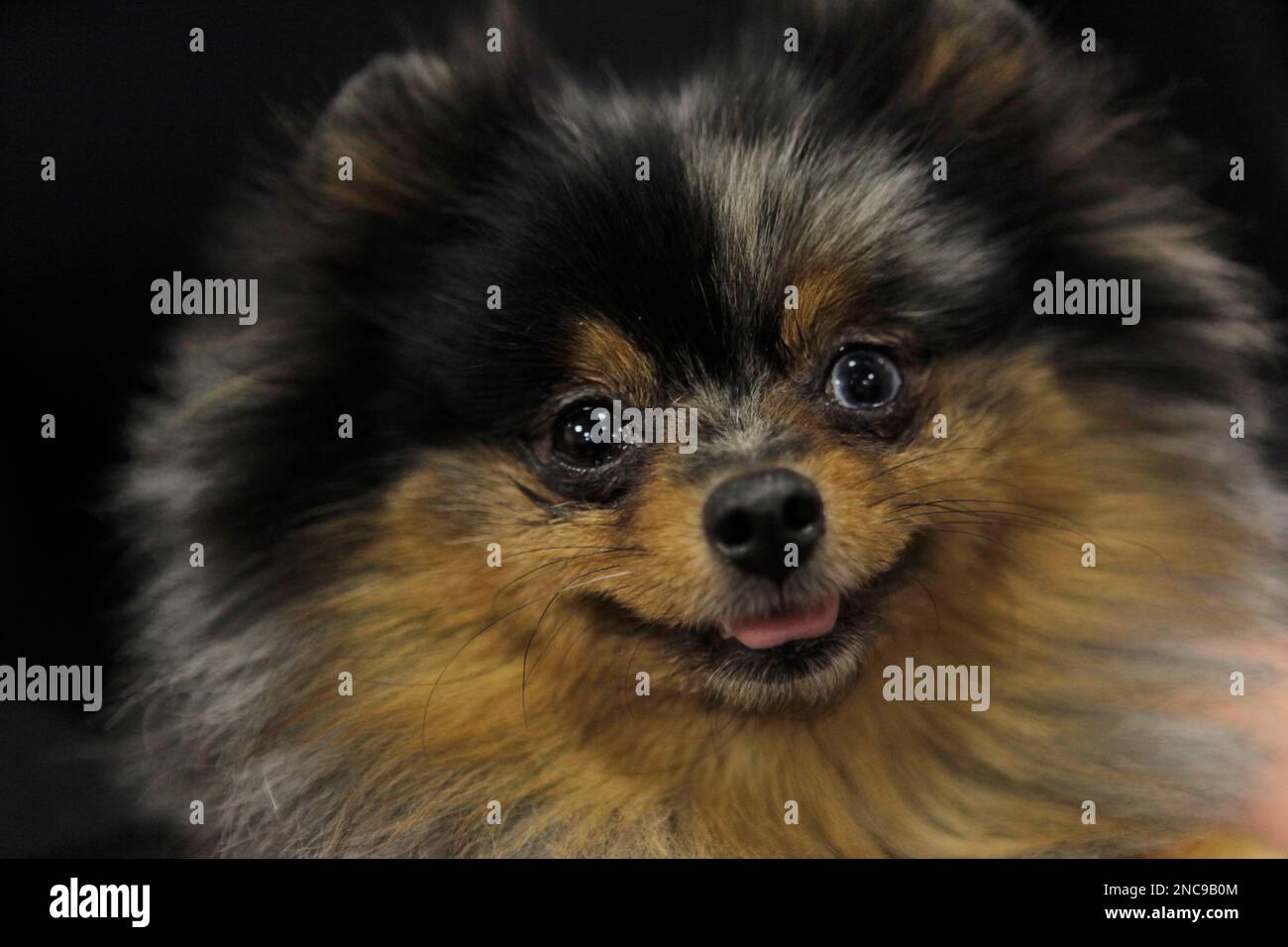 Prudence, a 2 year old blue merle pomeranian from Los Angeles, Ca., waits  backstage at the 135th Westminster Kennel Club Dog Show Monday, Feb. 14,  2011 at Madison Square Garden in New