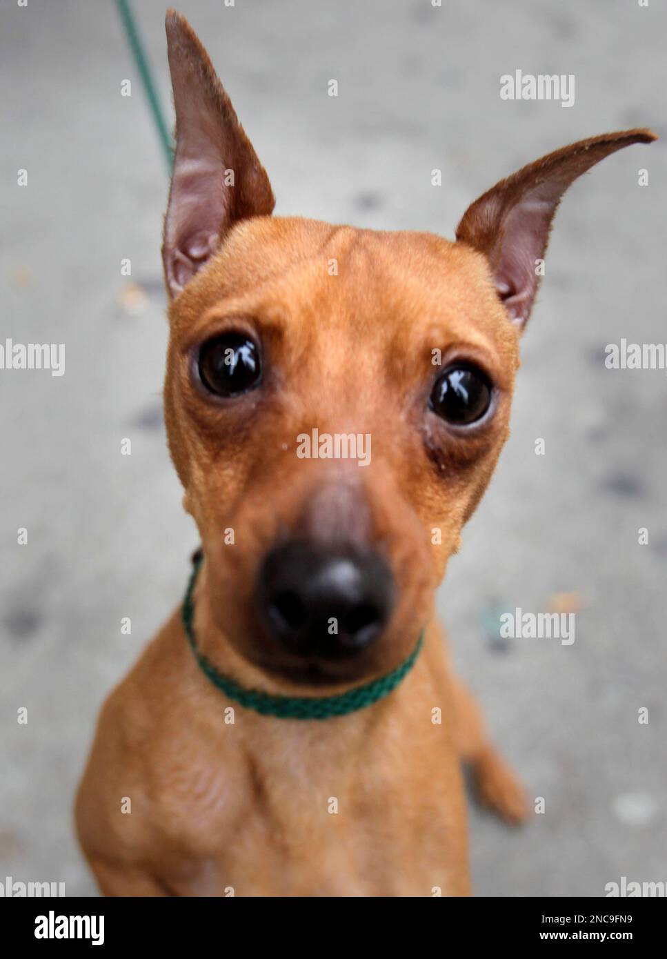 A miniature pinscher named Paxton stands outside the Hotel Pennsylvania