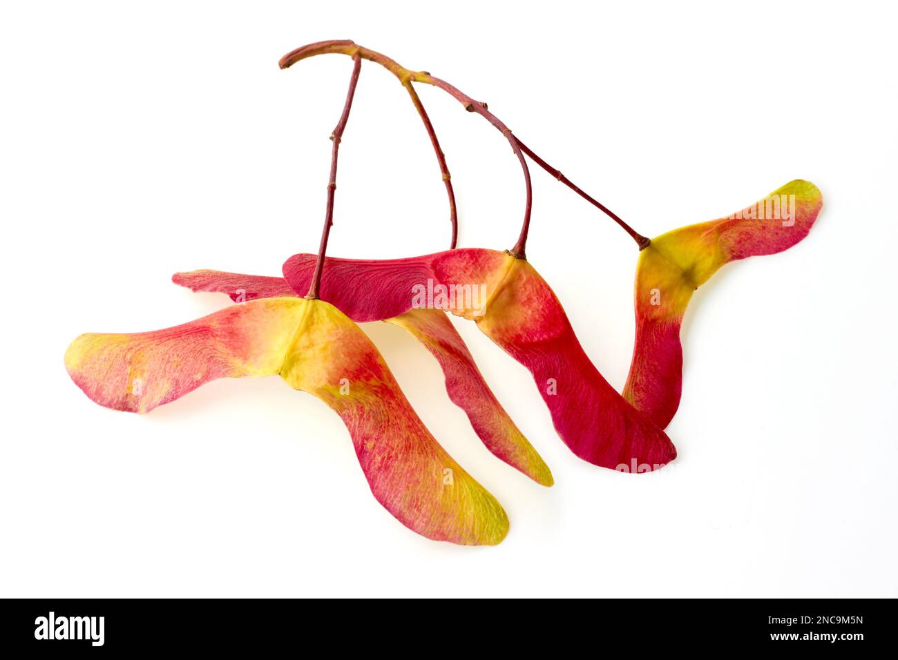A bunch of red-yellow maple seed pods isolated on a white background