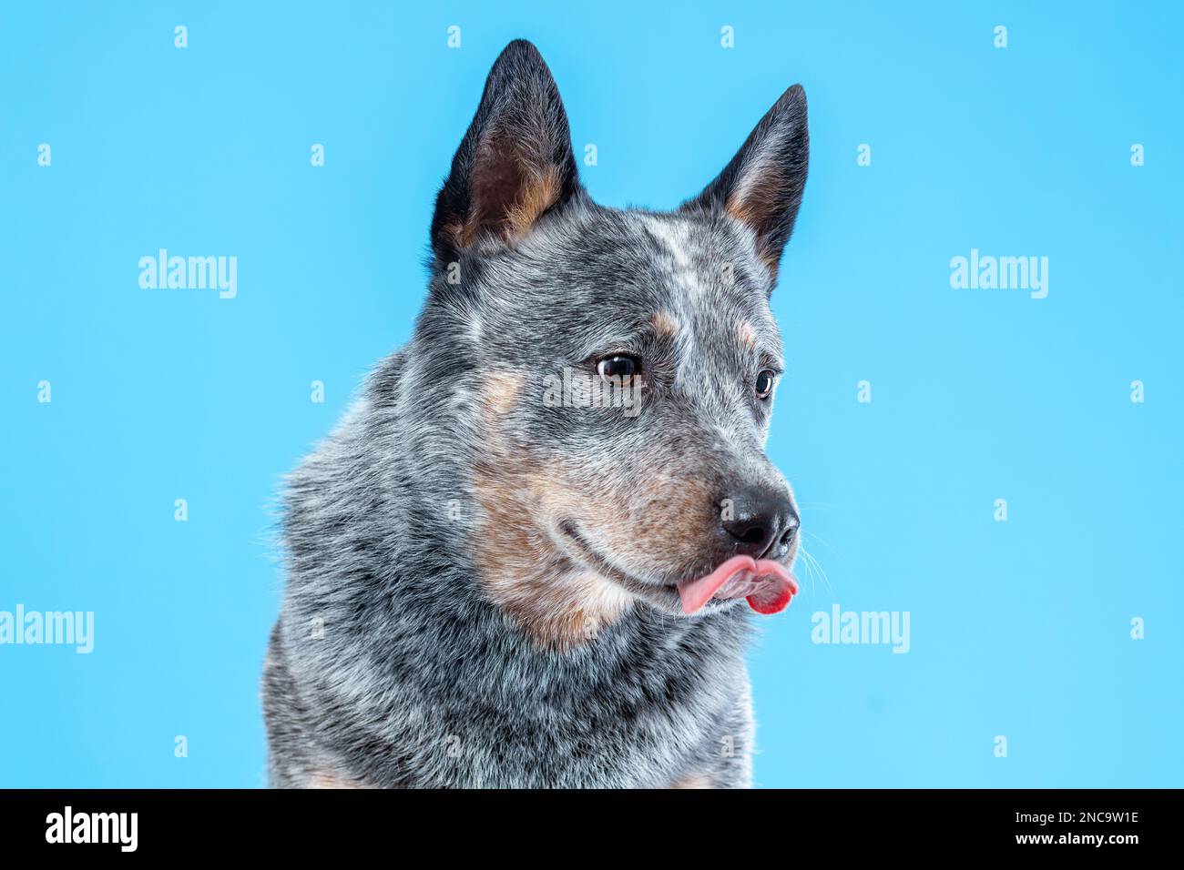 Portrait of australian cattle dog or blue heeler licking with tongue on