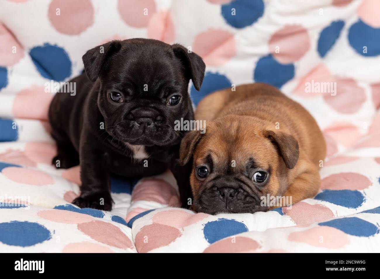 Two funny french bulldog puppies lying down together at home Stock Photo
