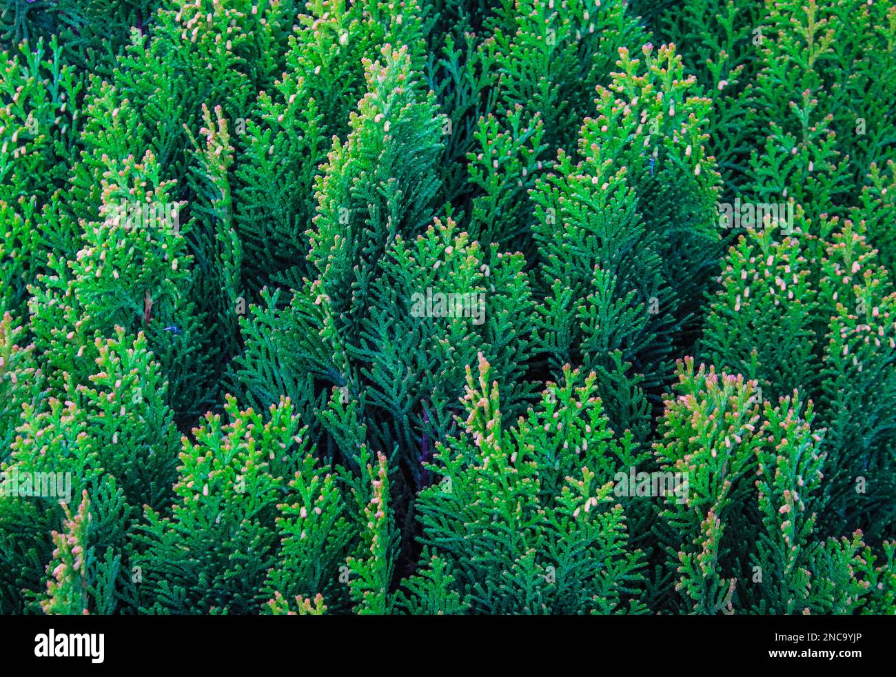 Cypress cedar thuja arborvitae conifer tree branch. Thuja occidentalis evergreen conifer bush (tree) in cypress family. Macro cypress shrub. Conifer t Stock Photo