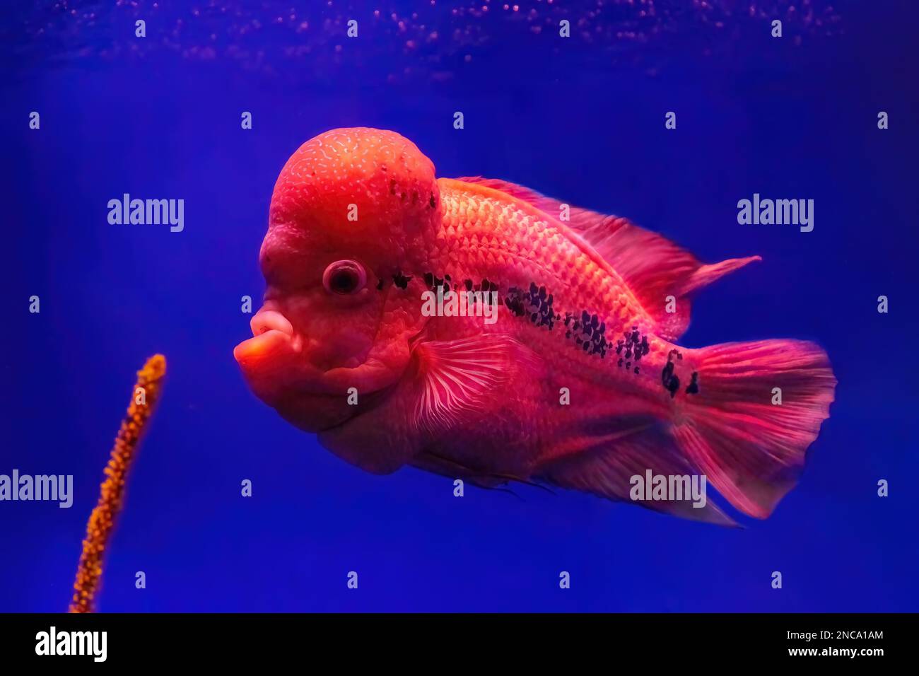 Bright red Flowerhorn cichlid or luohan fish in the aquarium pool. Flower horn swimming in blue water of fish tank in oceanarium. Stock Photo