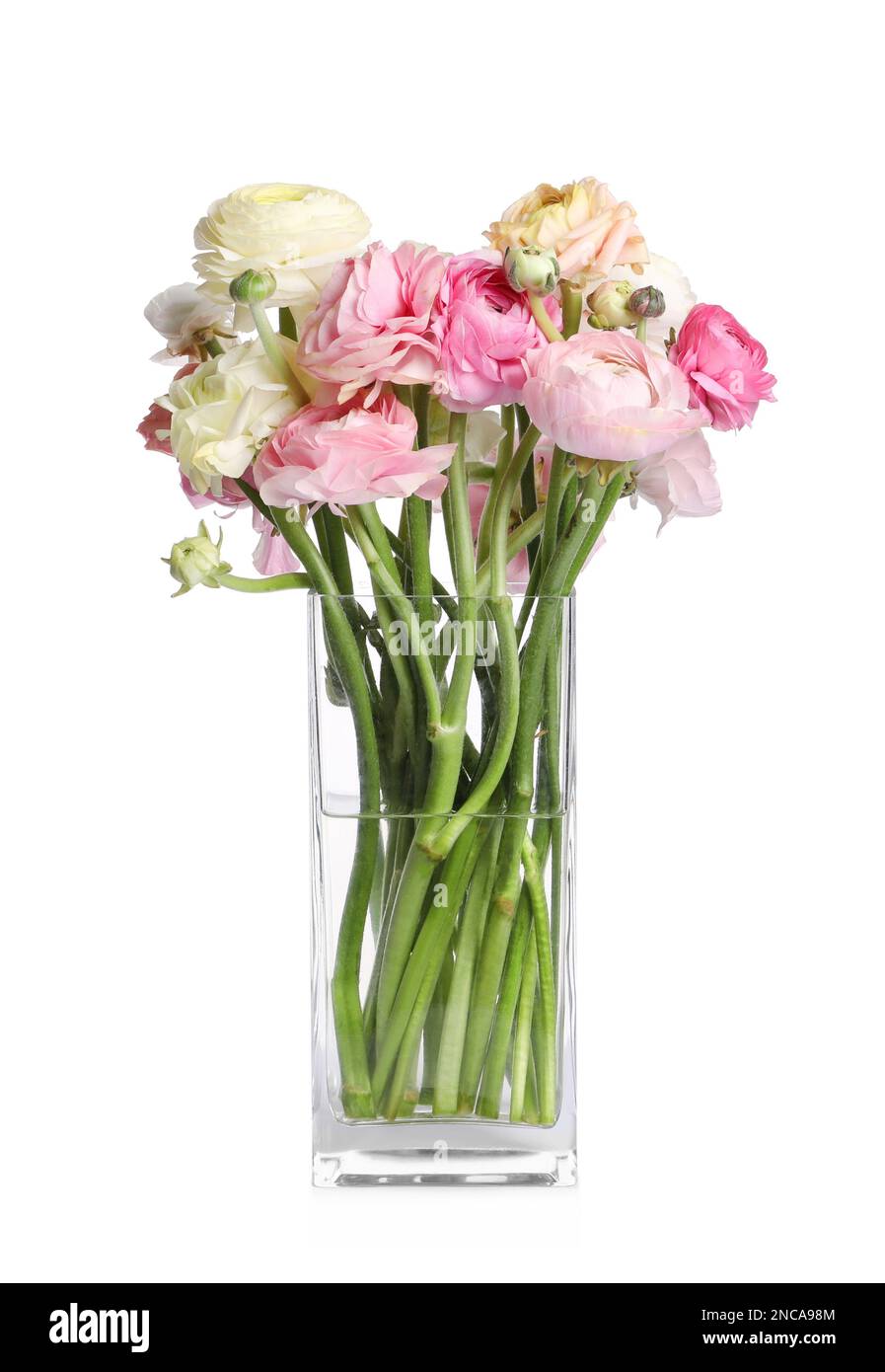 Beautiful ranunculus flowers in glass vase isolated on white Stock