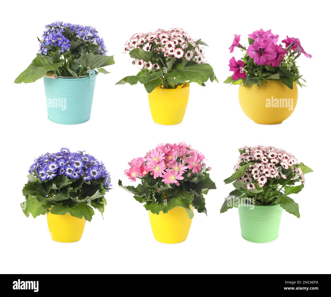 Collection of beautiful flowers in pots on white background Stock Photo ...