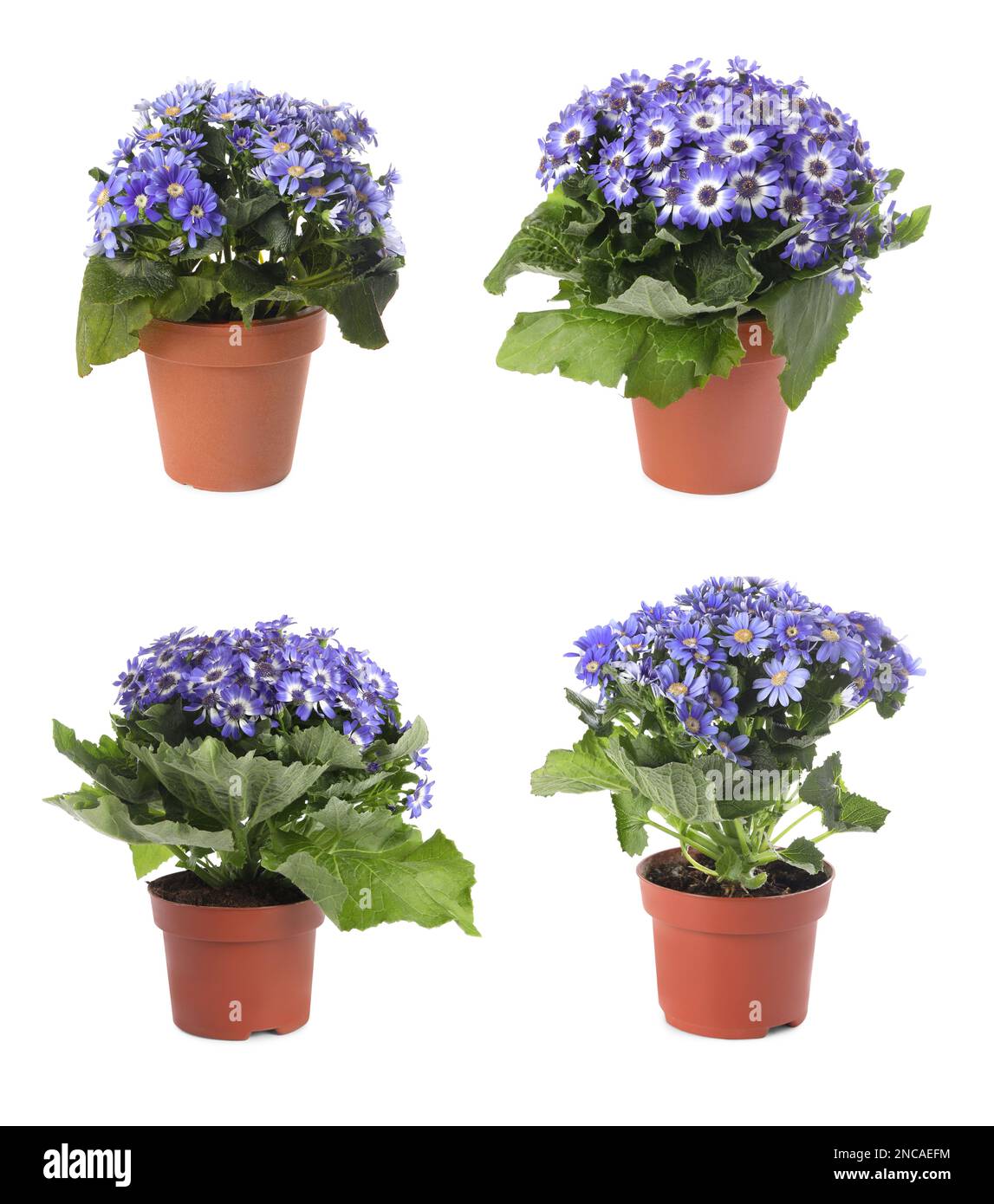 Collection of beautiful flowers in pots on white background Stock Photo ...