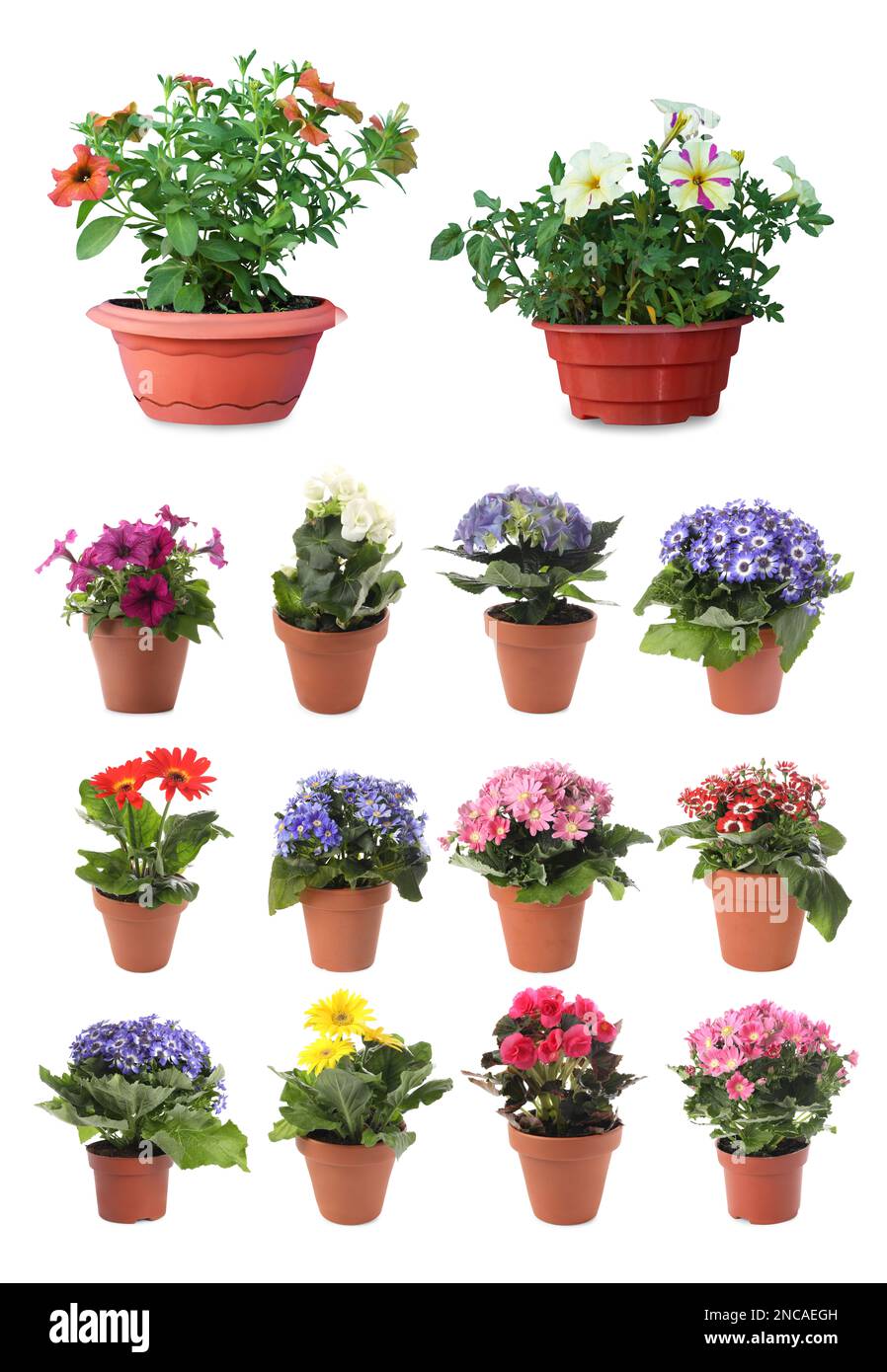 Collection of beautiful flowers in pots on white background Stock Photo