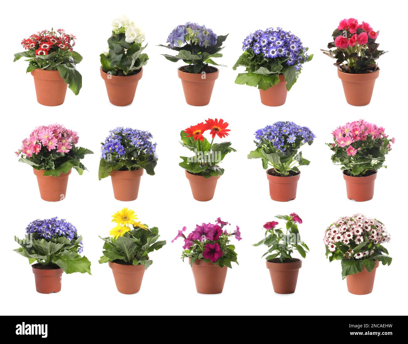 Collection of beautiful flowers in pots on white background Stock Photo
