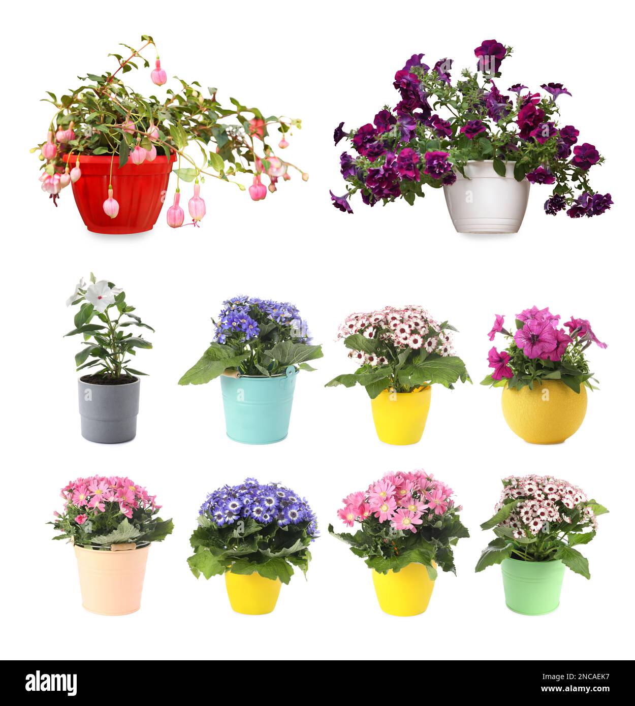 Collection of beautiful flowers in pots on white background Stock Photo ...