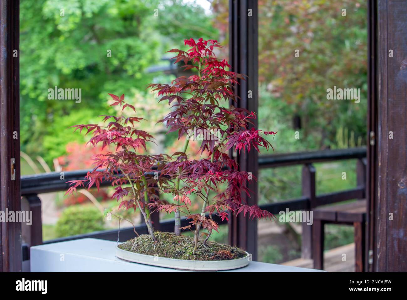 elefantenfuß heizungsluft Elefantenfuß kaufen – pflegeleichte Beaucarnea mit Charakter –  MyZimmerpflanze.de main image 1