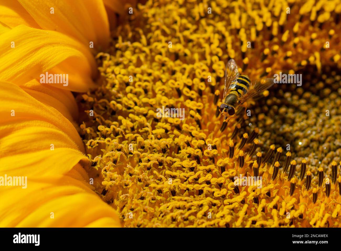 A banded hoverfly landed on a sunflower Stock Photo