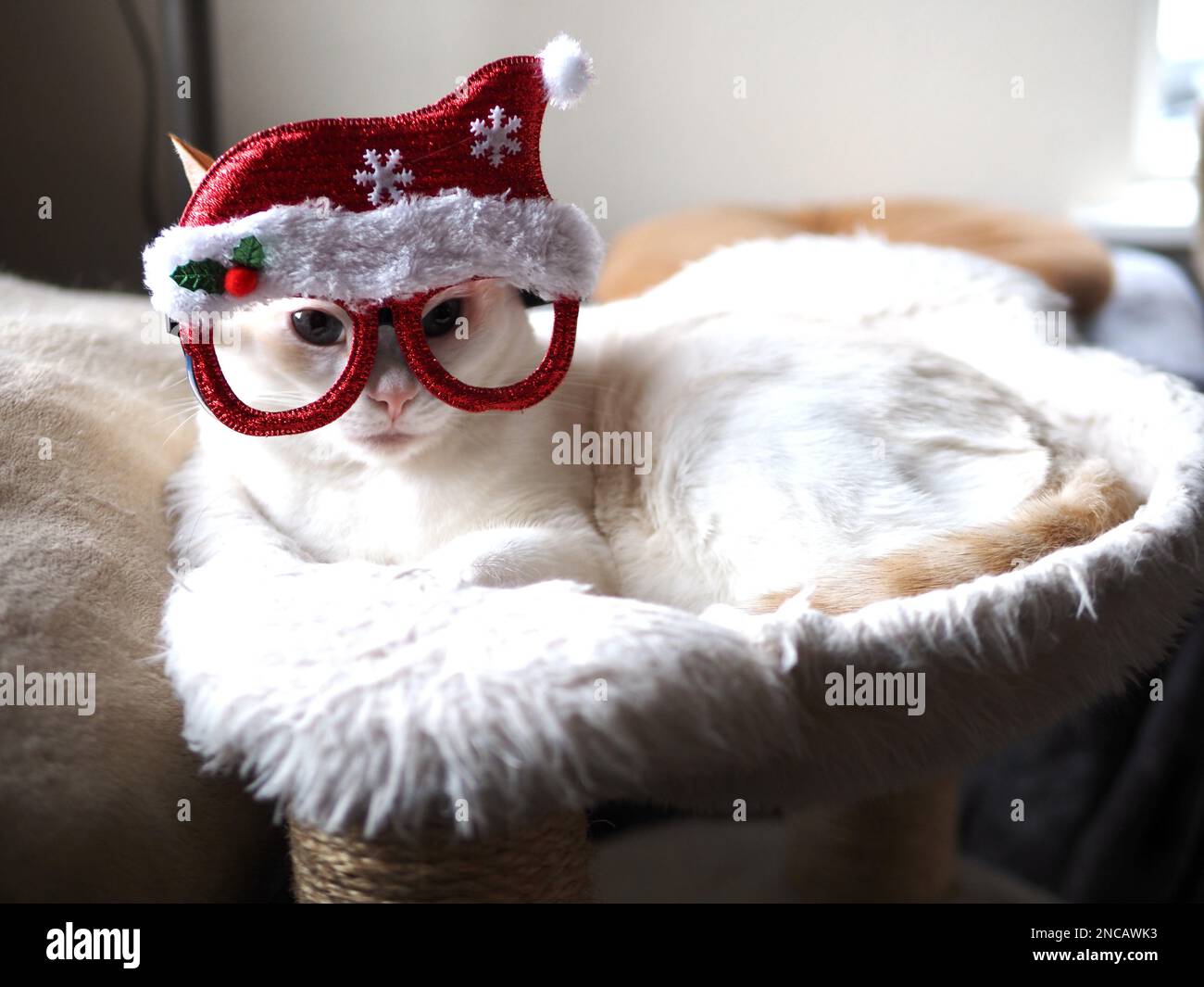 Mitzie the flamepoint siamese with santa hat Stock Photo