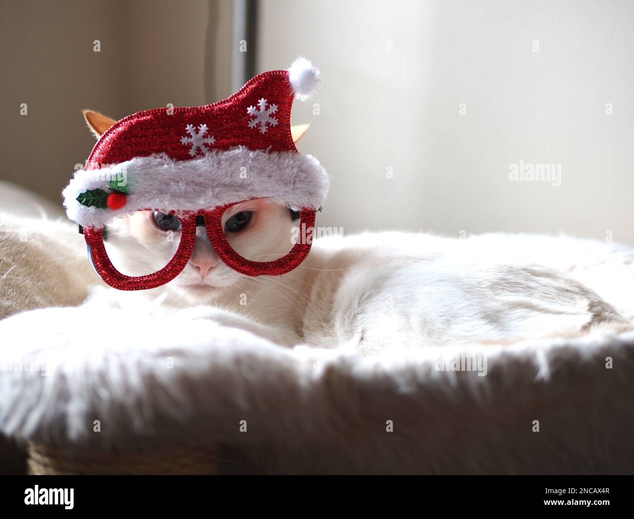 Mitzie the flamepoint siamese with santa hat Stock Photo