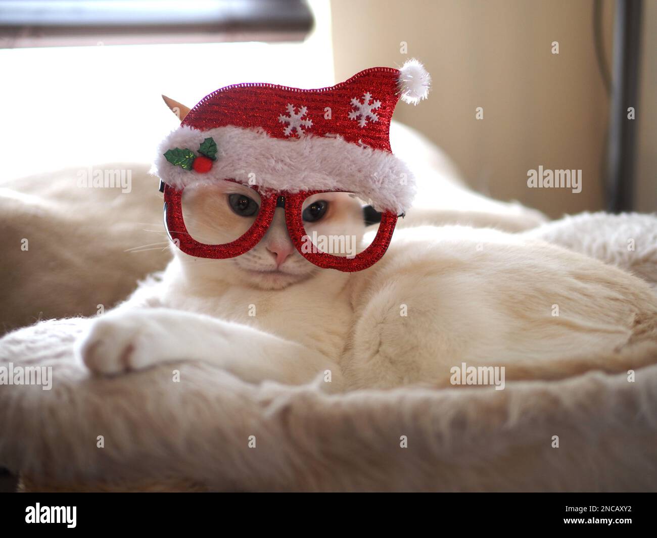 Mitzie the flamepoint siamese with santa hat Stock Photo