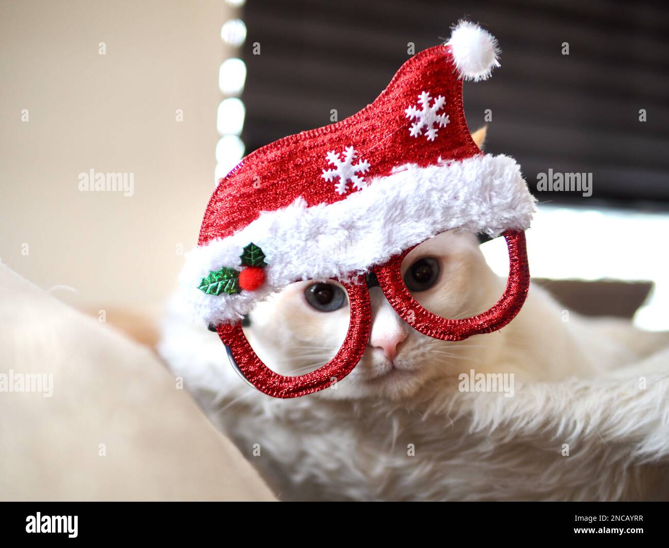 Mitzie the flamepoint siamese with santa hat Stock Photo