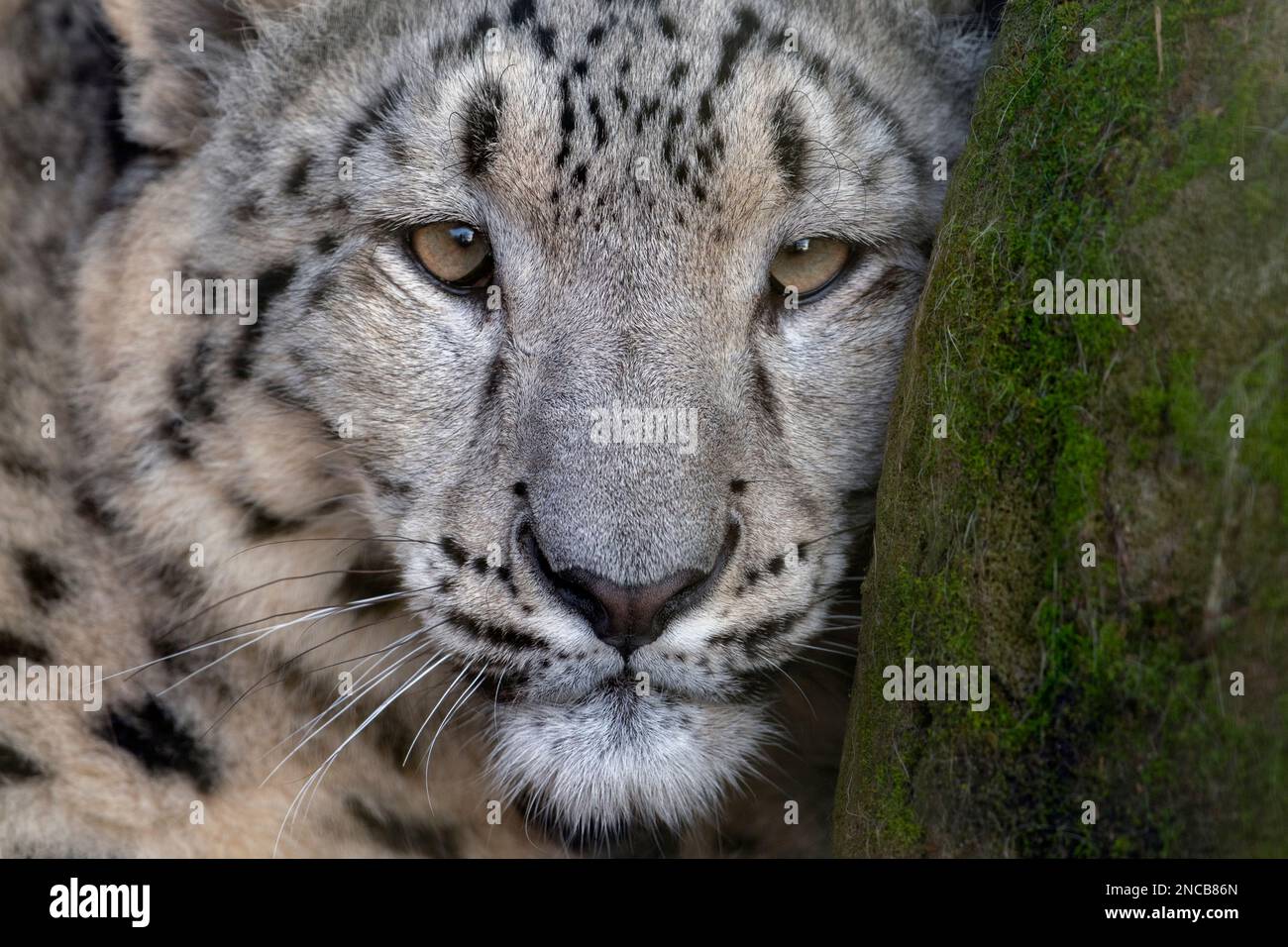 Young female snow leopard looking into camera Stock Photo - Alamy