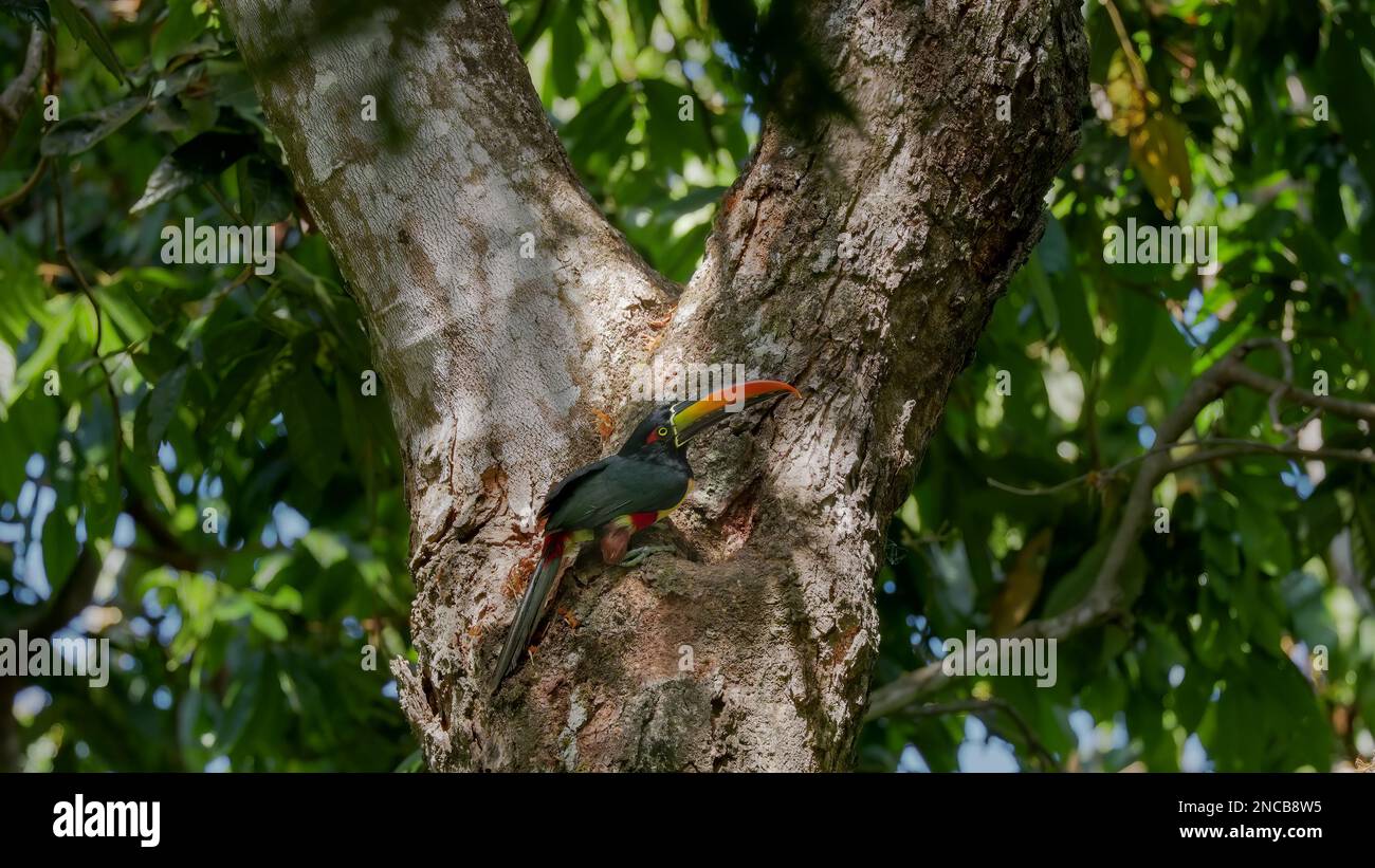fiery-billed aracari builds a nest hollow in a tree at manuel antonio Stock Photo