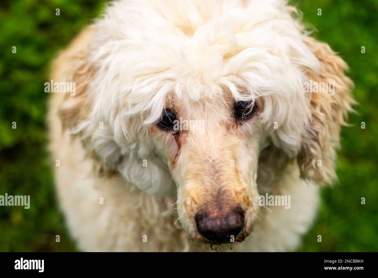 Tearing of the dog's eyes. Illness, eye infection in a dog. Veterinary