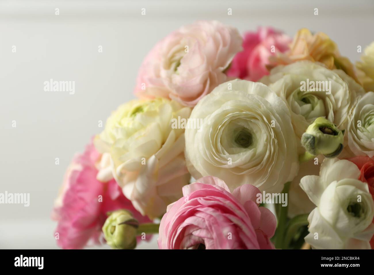 Beautiful ranunculus flowers on light background, closeup Stock Photo