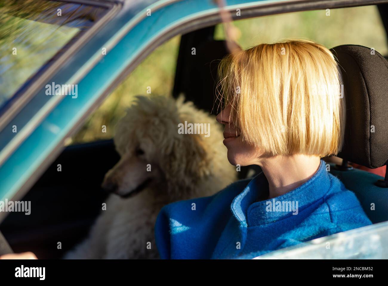 Road trip with a dog. A woman is driving a car and a large dog, a royal