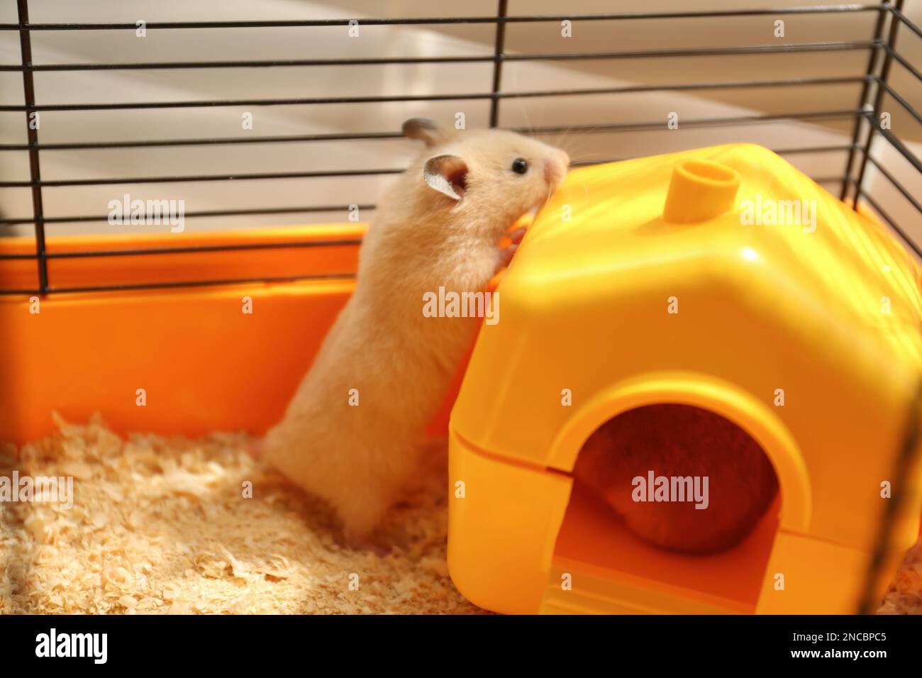Cute little fluffy hamster playing in cage Stock Photo Alamy