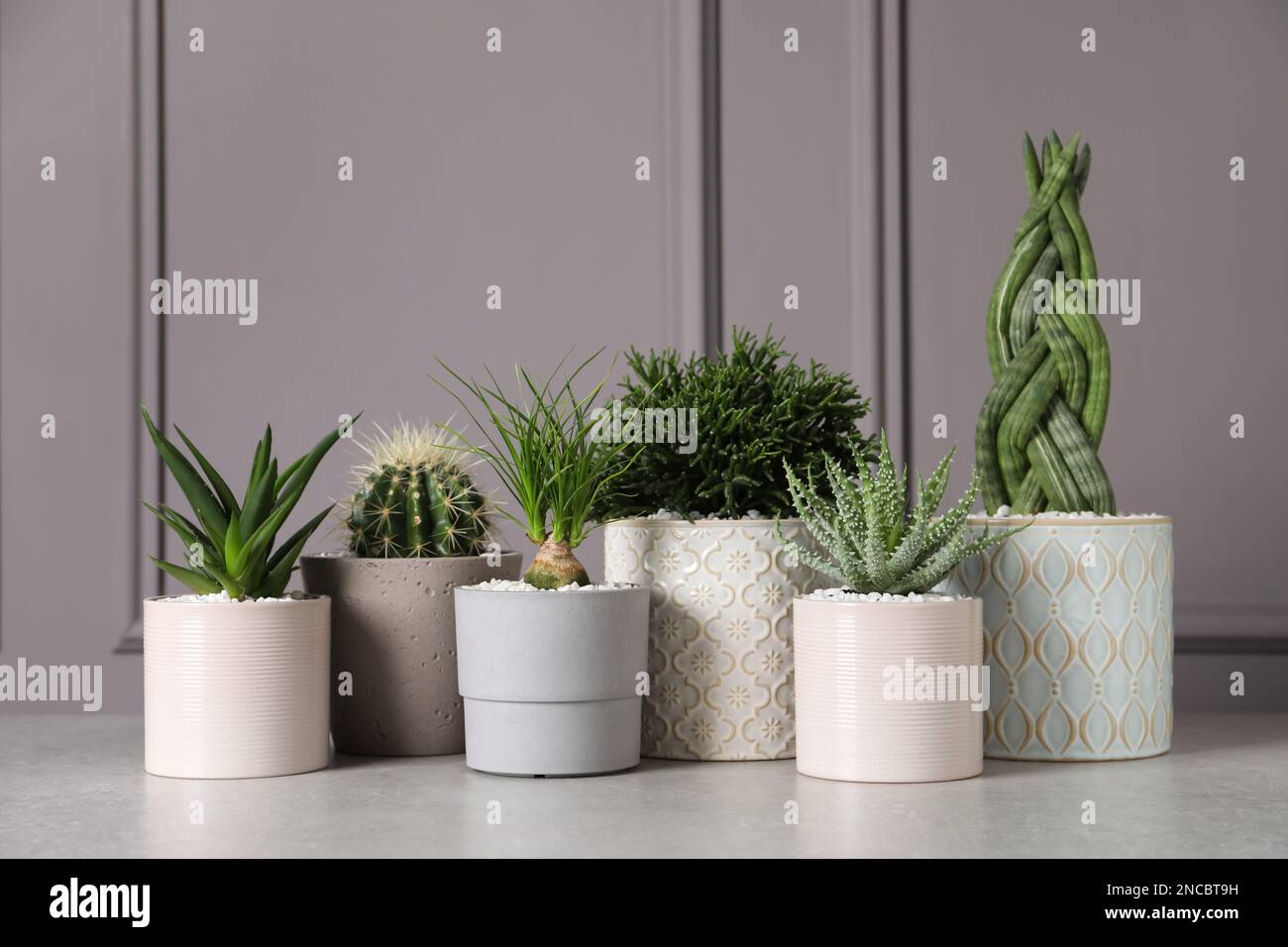 Different house plants in hi-res stock photography and images - Alamy