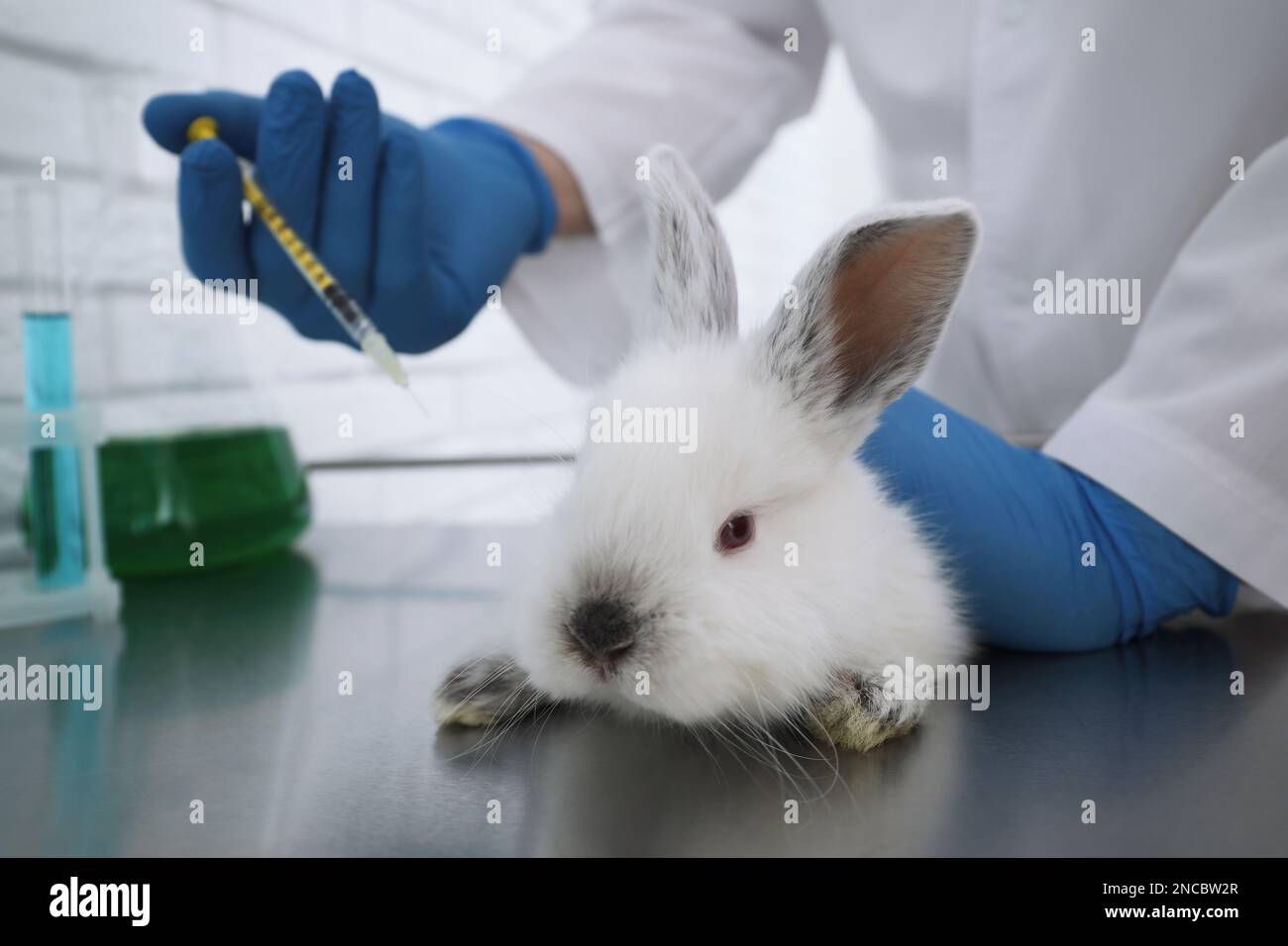 Scientist with syringe and rabbit in chemical laboratory, closeup