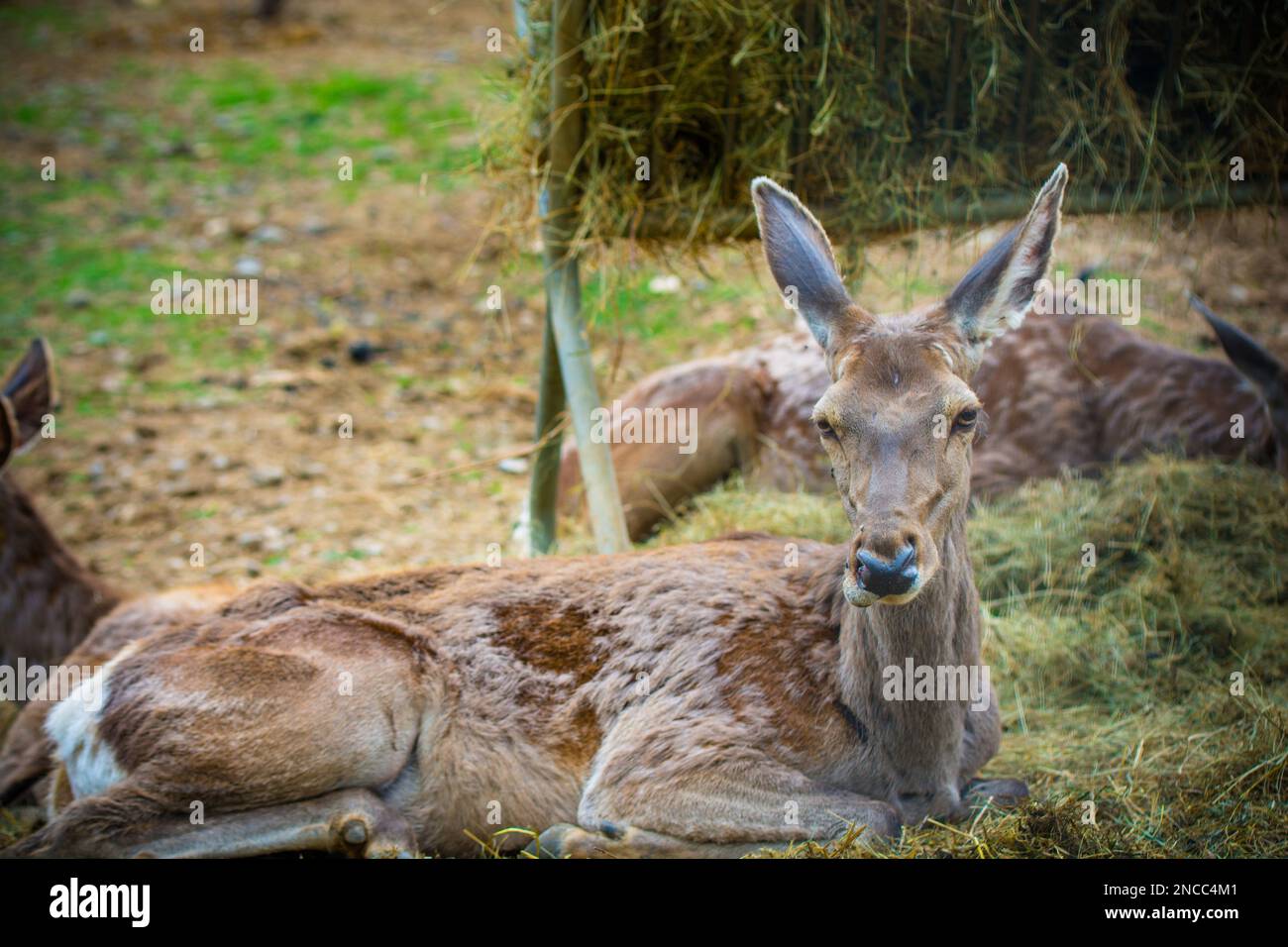 Barbary stag hi-res stock photography and images - Alamy