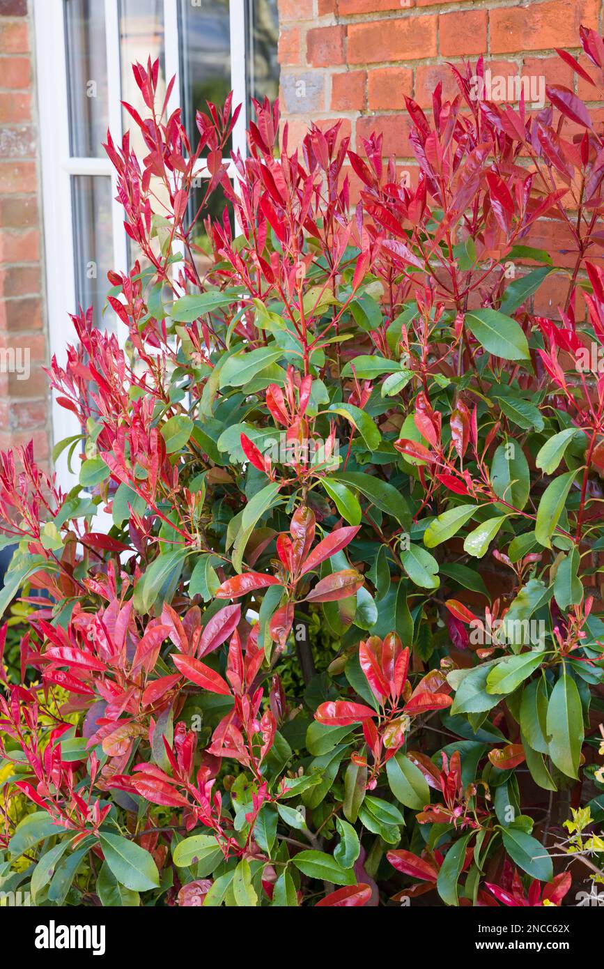 Photinia red tip (redtip) ornamental shrub or tree with bright red and green foliage in a UK garden in spring Stock Photo