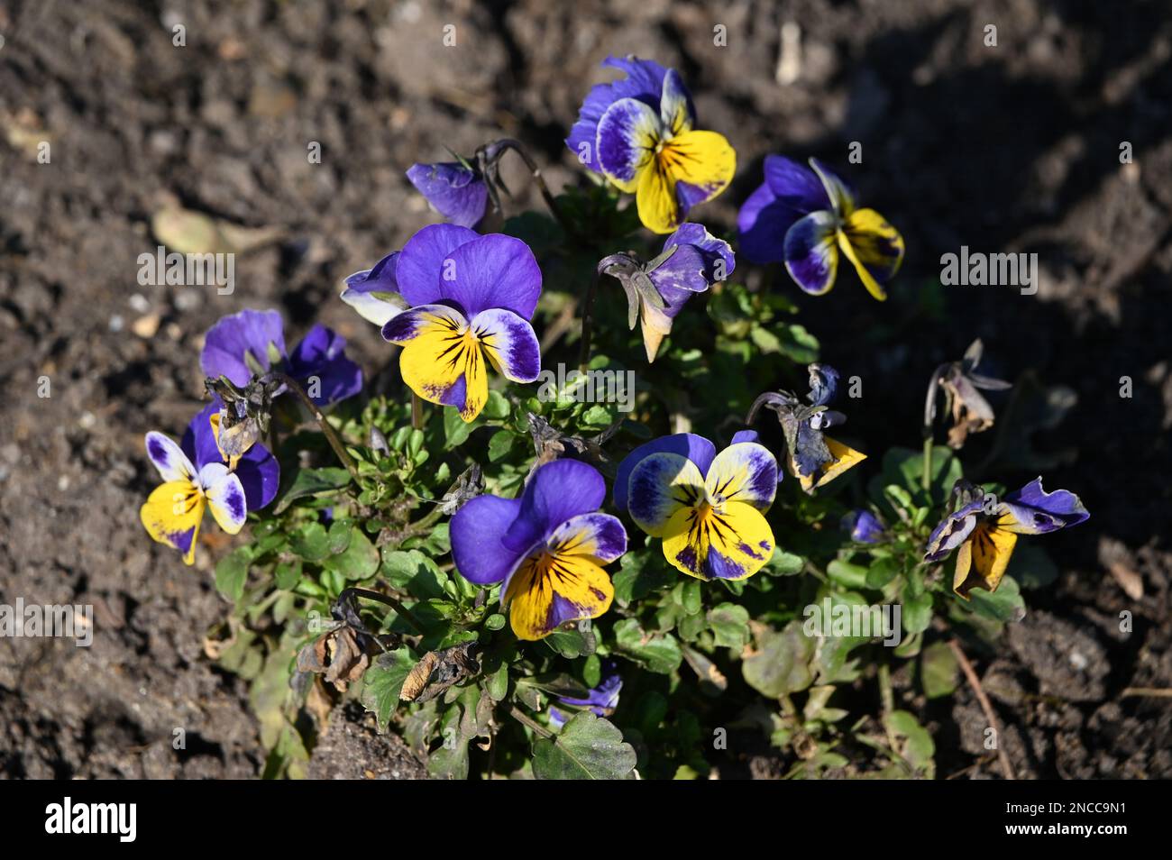 14th February 2023. London, UK. Weather in the UK Viola tricolor