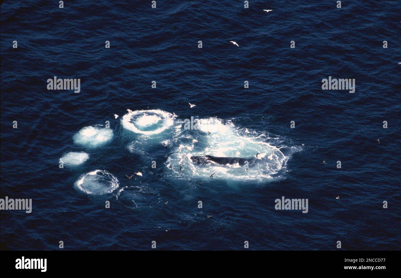 Endangered Humpback Whale, showing bubble net feeding behavior, aerial Stock Photo