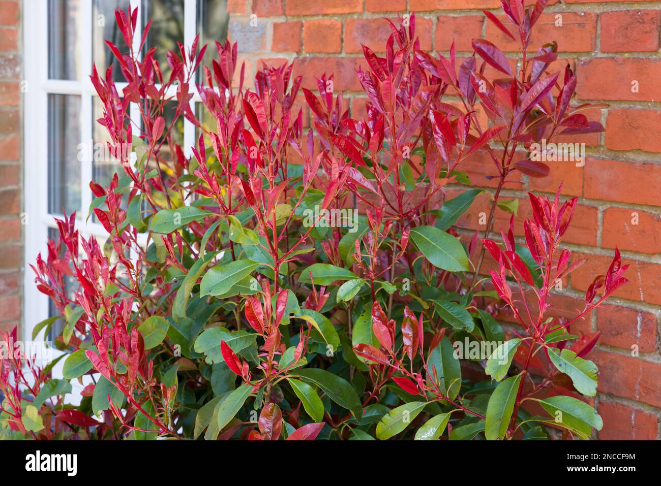 Photinia red tip (redtip) ornamental shrub or tree with bright red and green foliage in a UK garden in spring Stock Photo