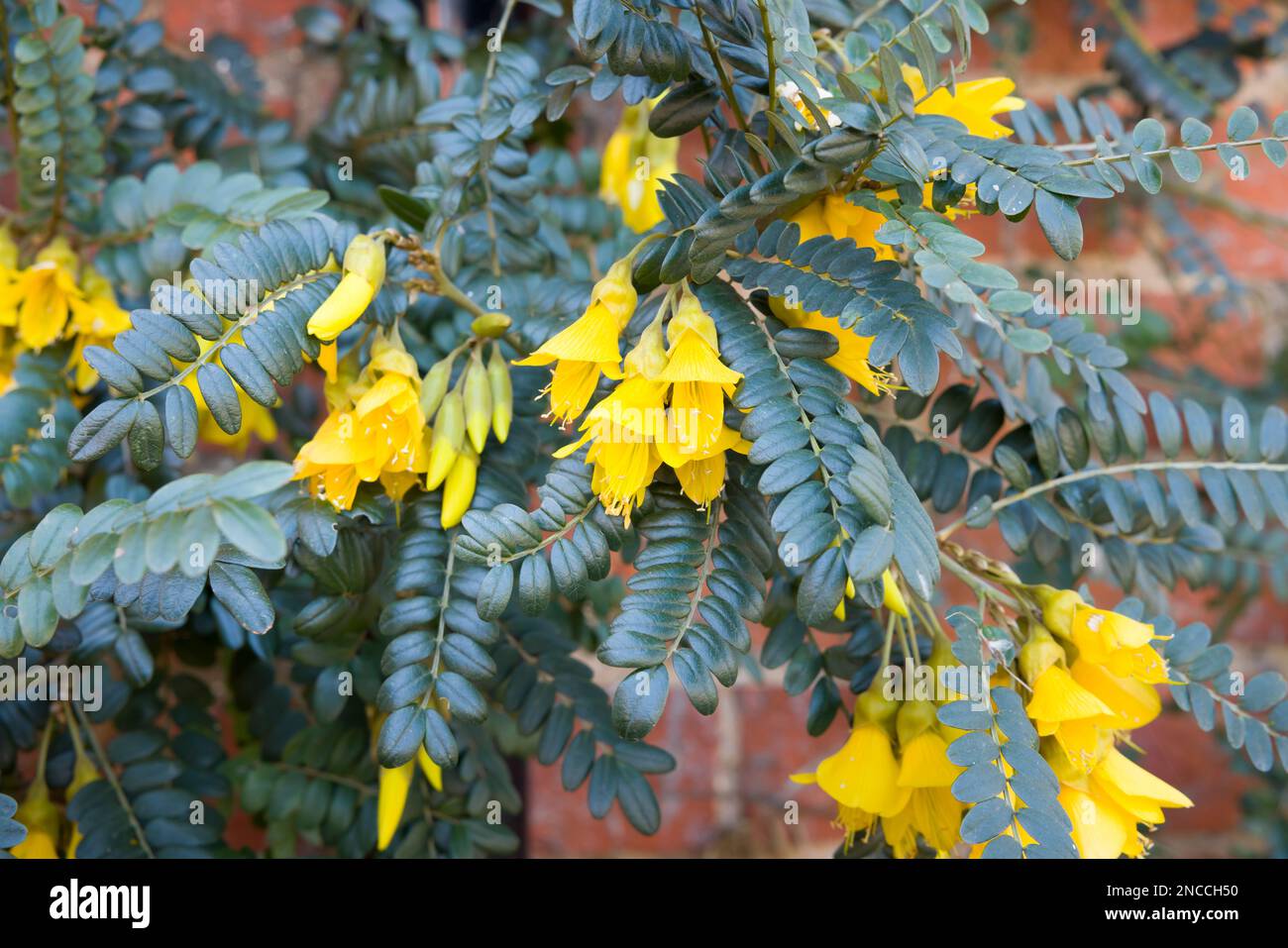 Sophora microphylla (Sun King) with yellow flowers, herbaceous perennial growing in a UK garden Stock Photo