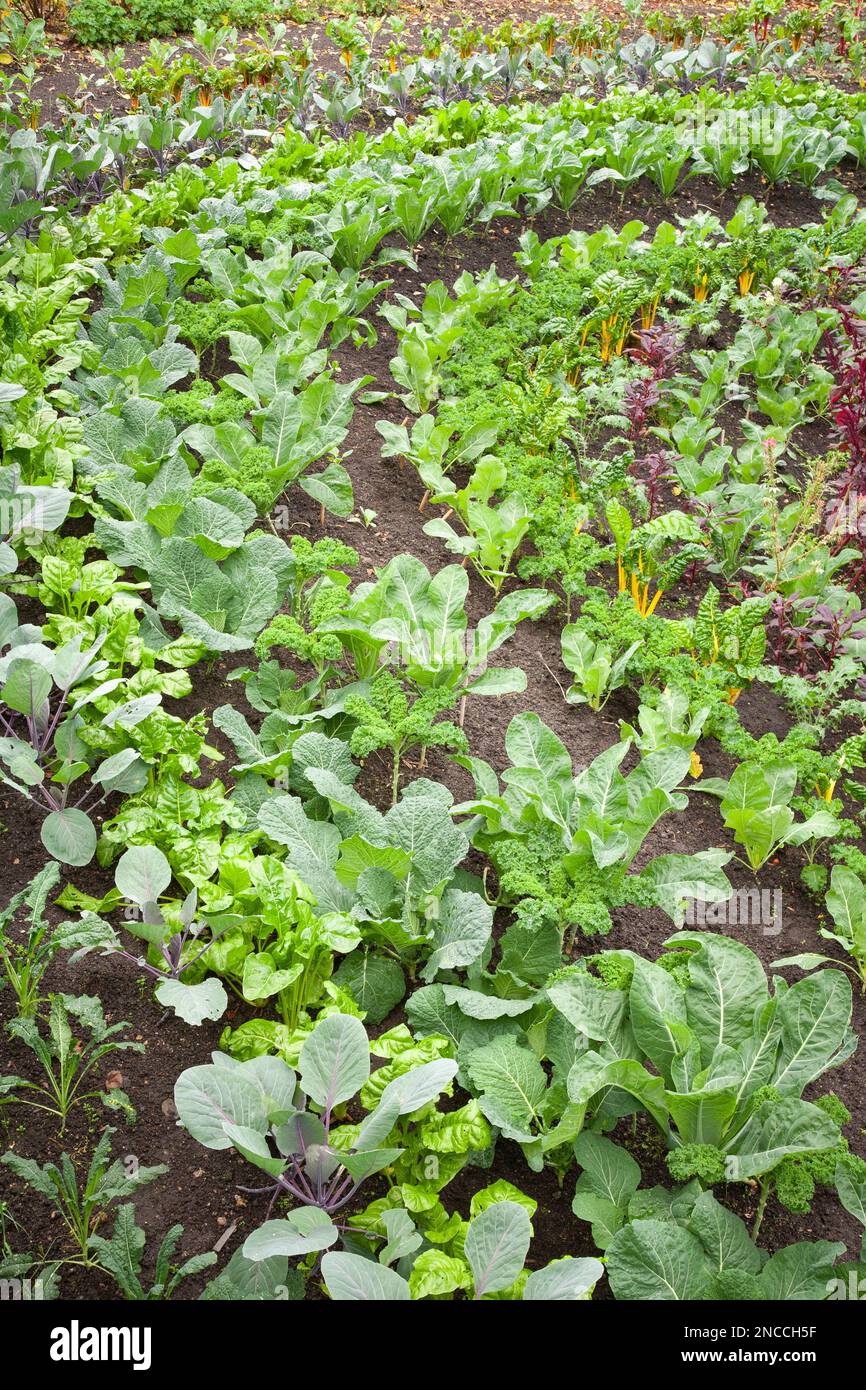 Chard (or Swiss chard) growing in a garden in UK. Edible flower bed in