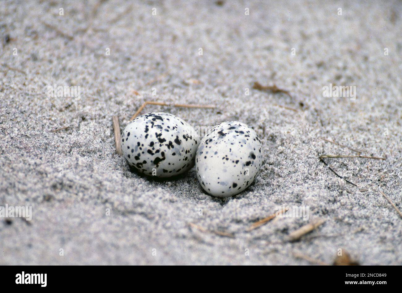 Least Tern Eggs in nest Stock Photo
