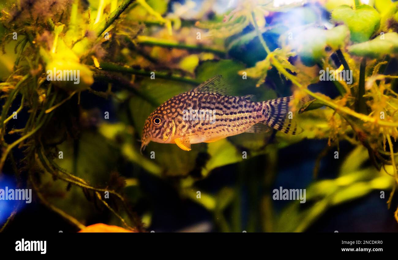 Corydoras haraldschultzi is a tropical freshwater fish belonging to the