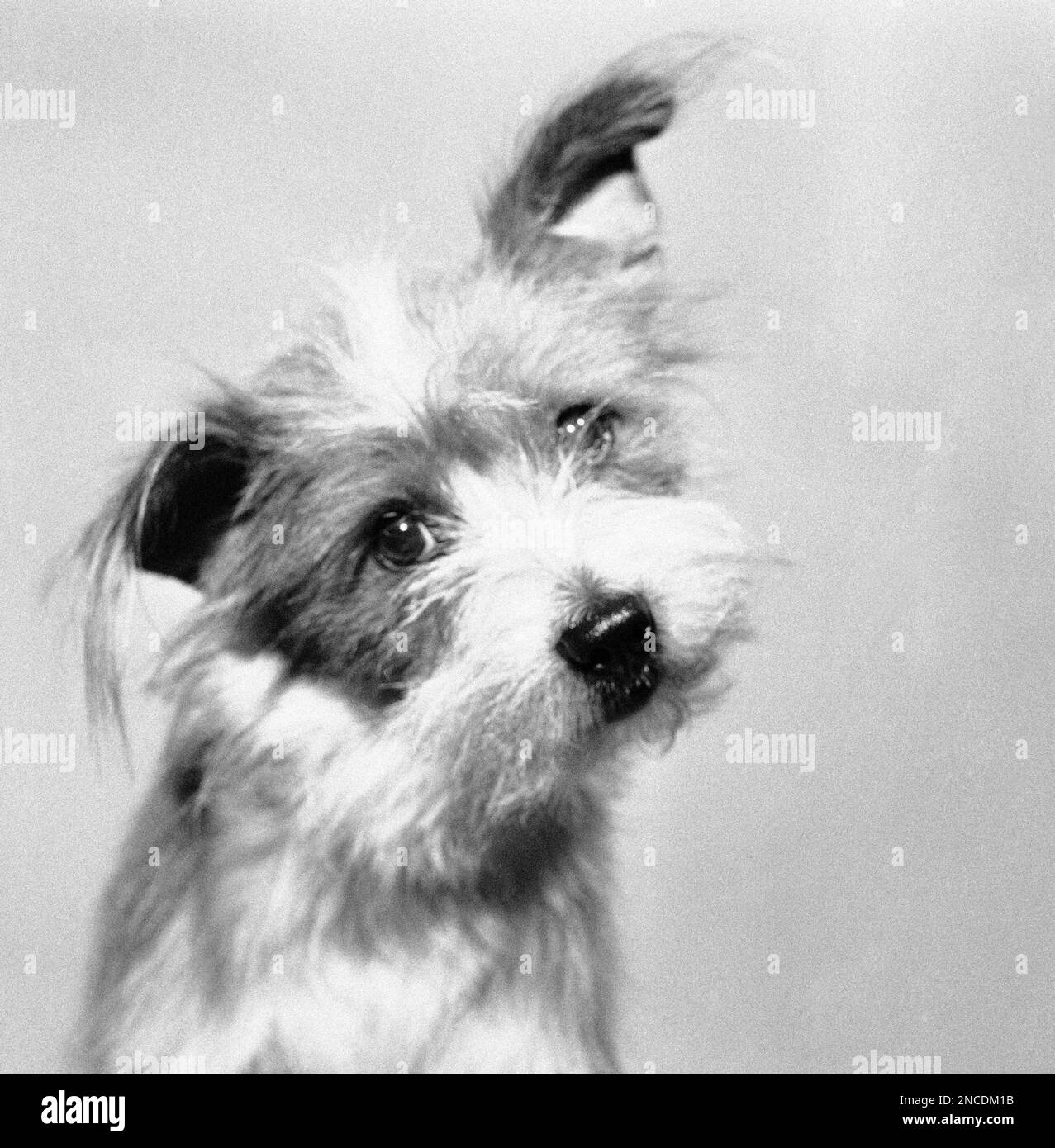 From orphanage to Broadwaythat’s the shaggy dog story of a reallife