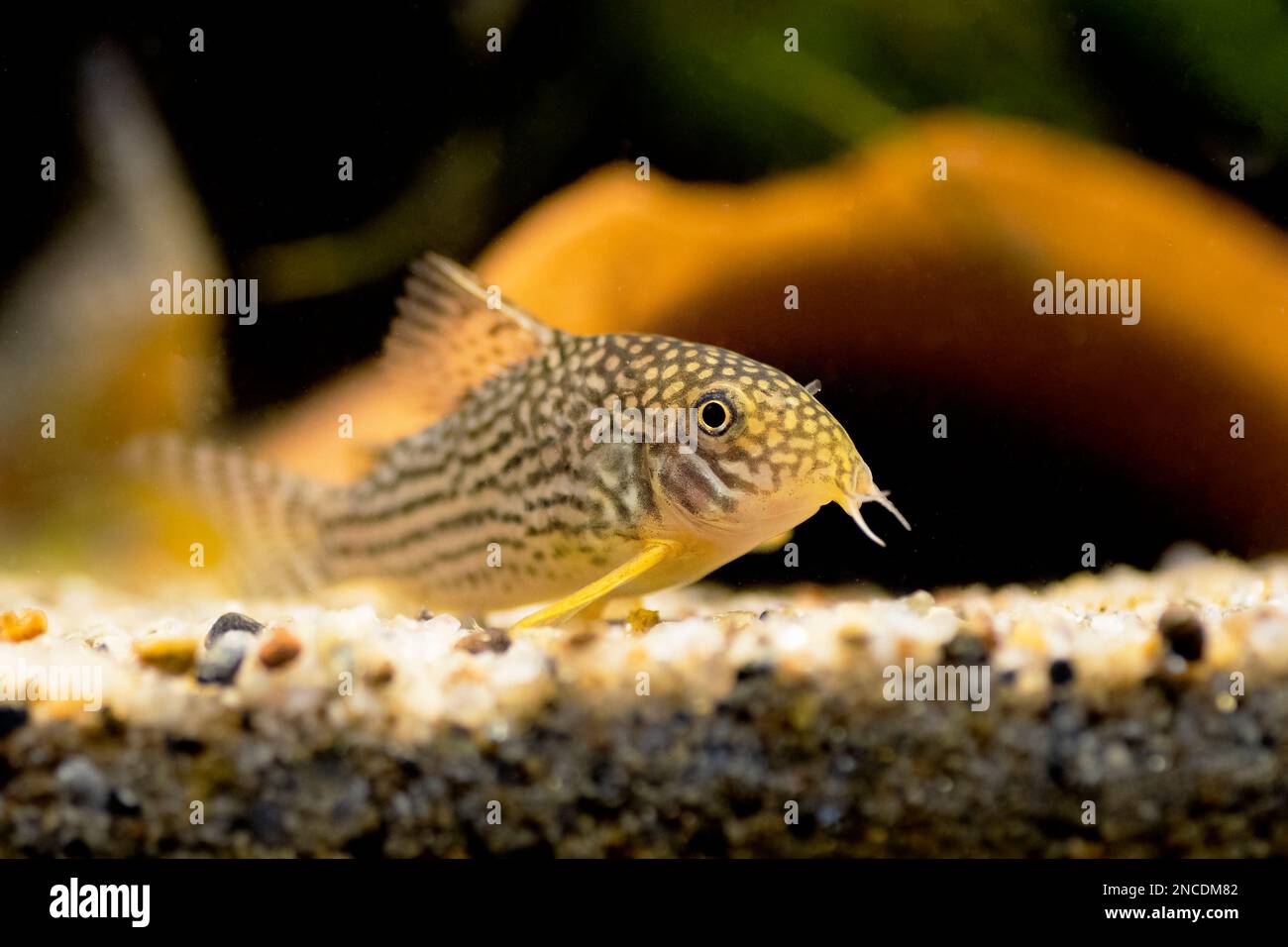 Corydoras haraldschultzi is a tropical freshwater fish belonging to the ...