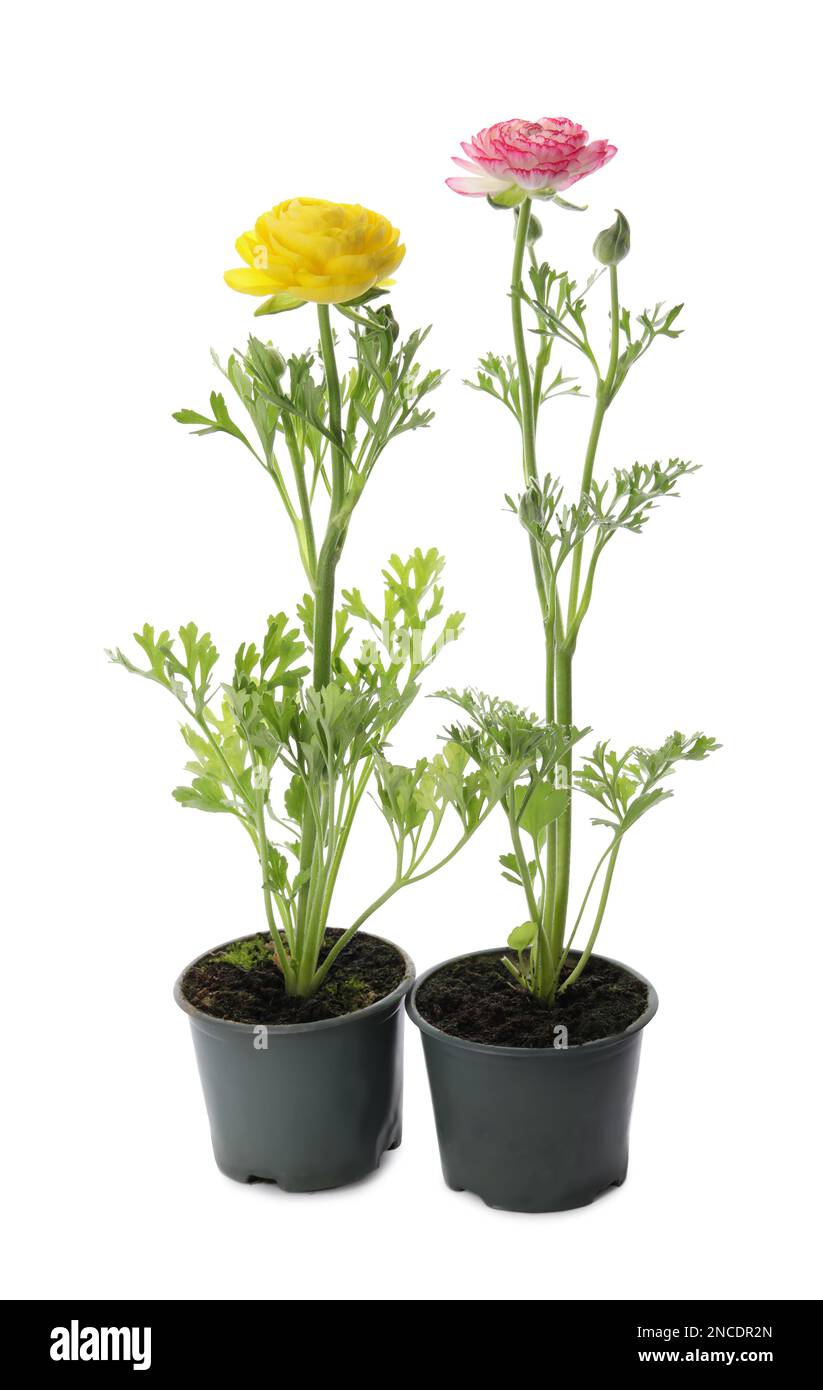 Beautiful ranunculus flowers in pots on white background Stock Photo