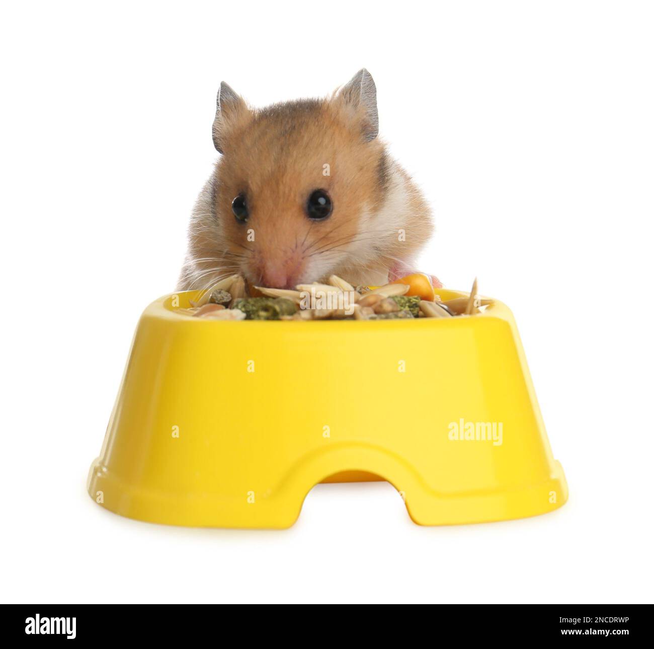 Cute little hamster eating on white background Stock Photo Alamy