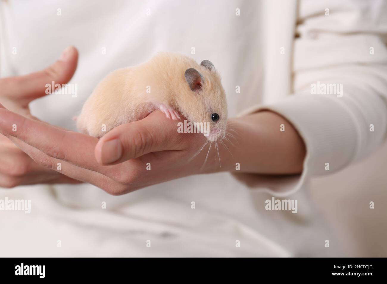 Man holding a tiny, beautiful hamster Stock Photo by ©fantom_rd 100965504