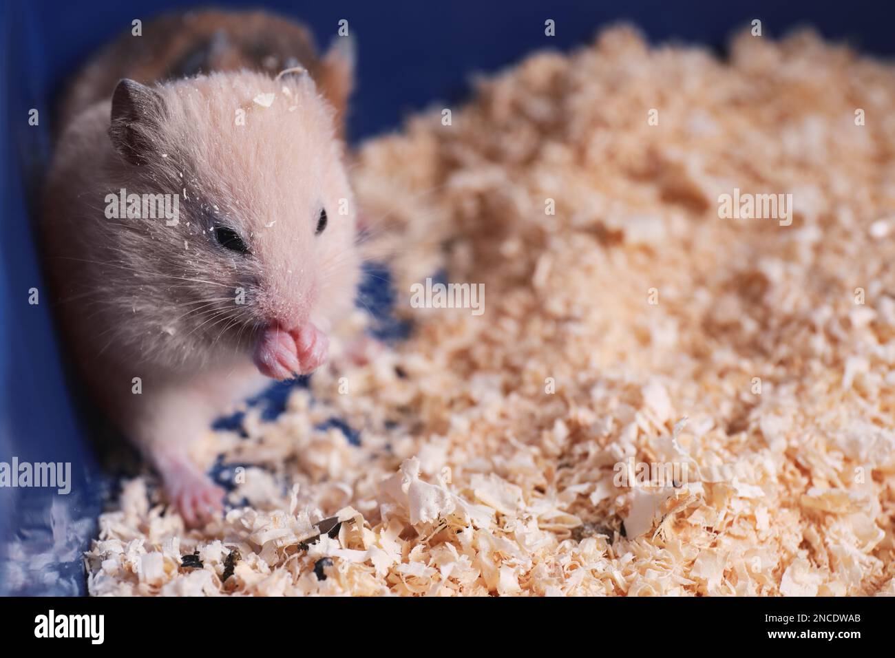 Cute little fluffy hamsters in cage. Space for text Stock Photo Alamy