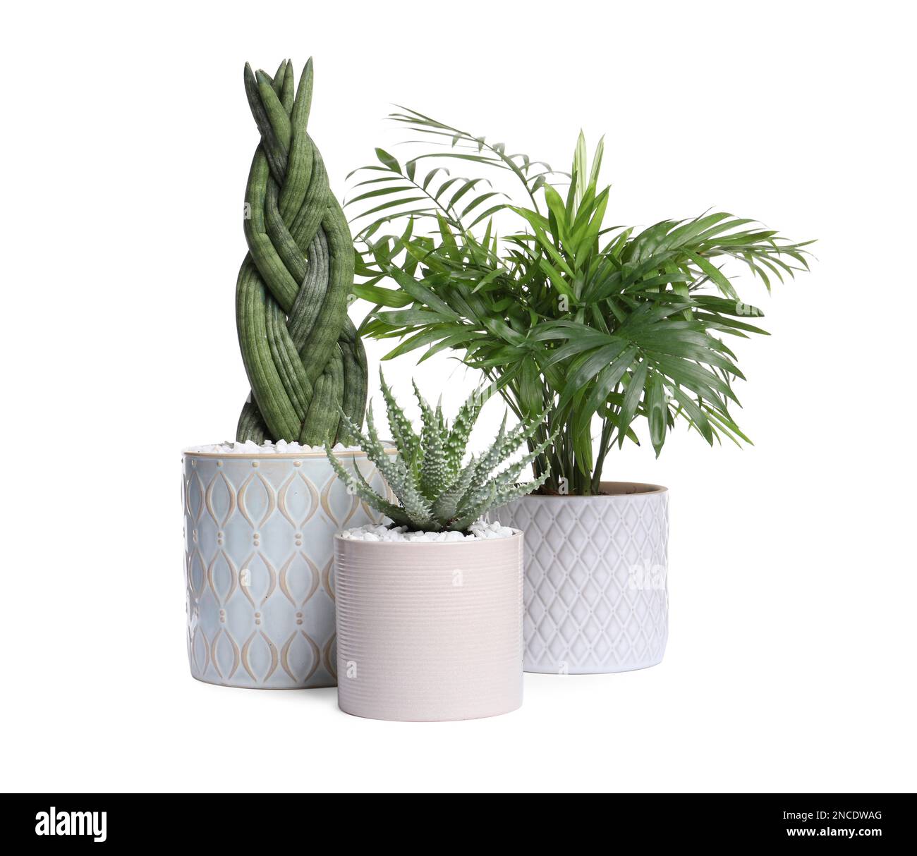 Different house plants in pots isolated on white Stock Photo Alamy