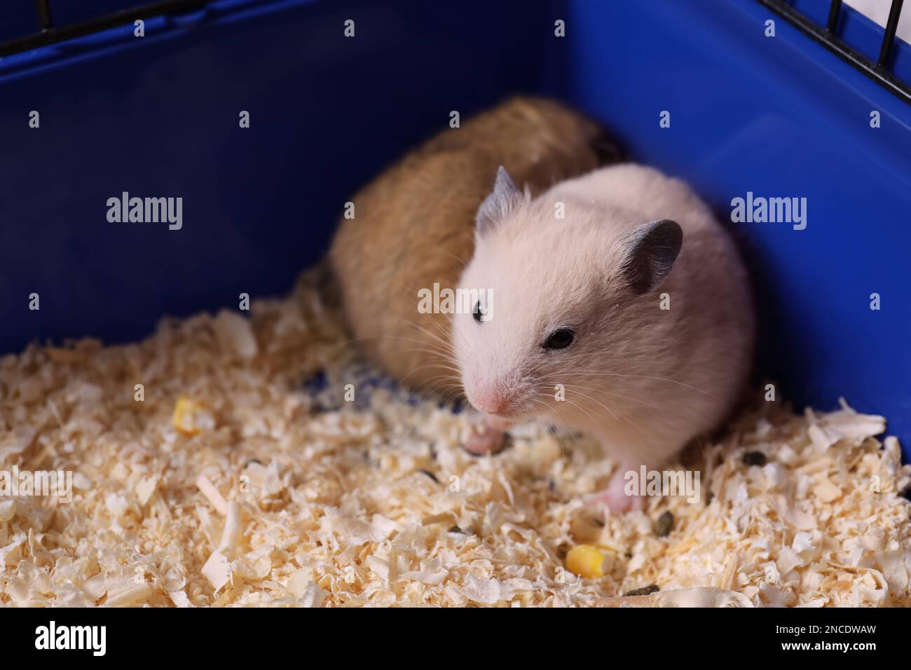 Cute little fluffy hamsters playing in cage Stock Photo Alamy