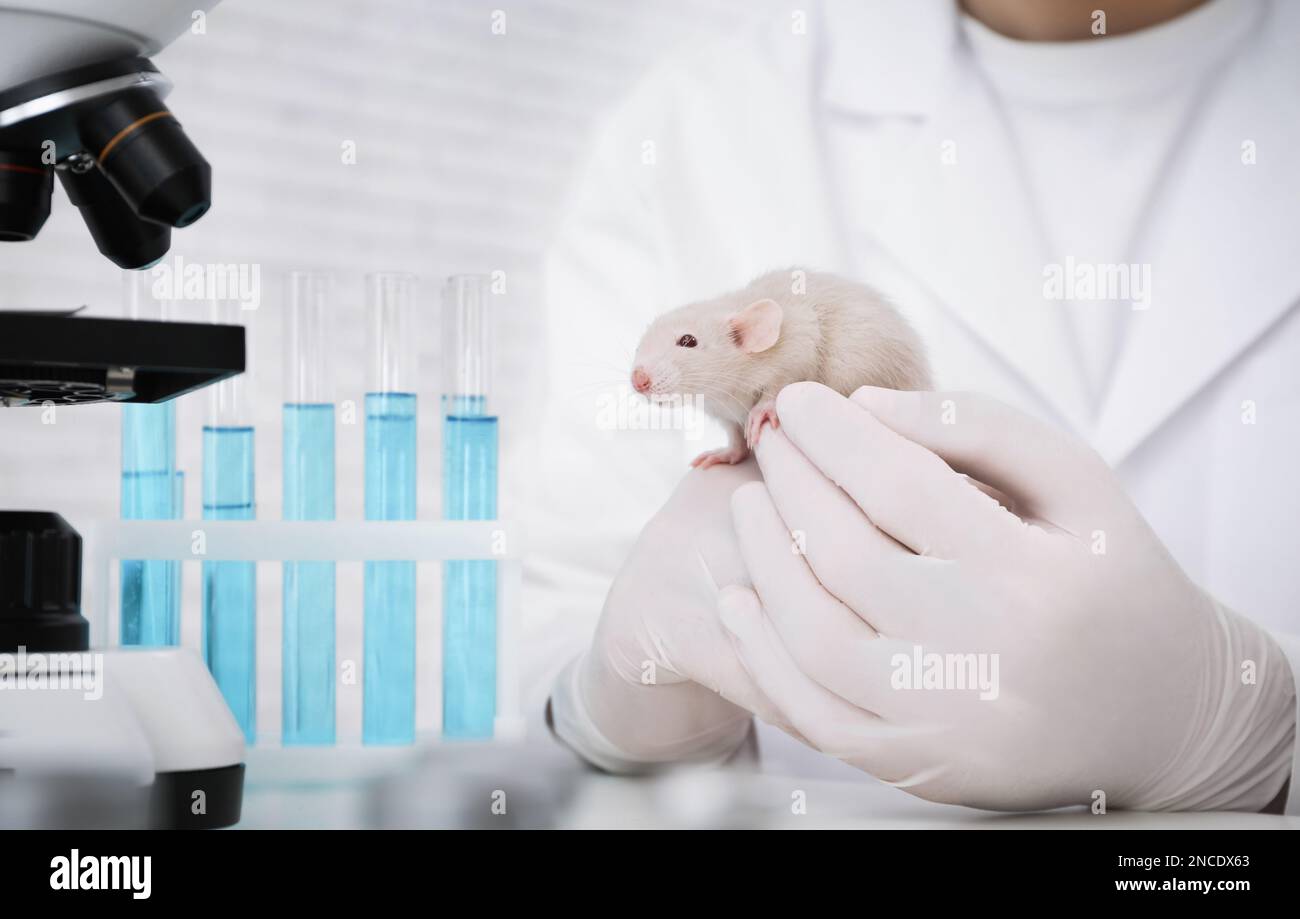 Rat man lab hi-res stock photography and images - Alamy